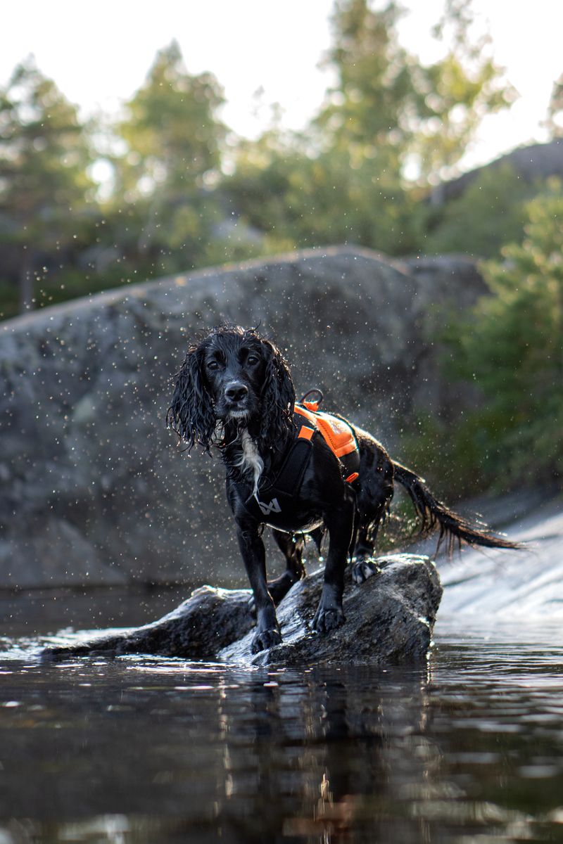 Protector neoprene vest (Non - Stop Dogwear) - SnowPaw Store - Non - Stop Dogwear - Dog Coats